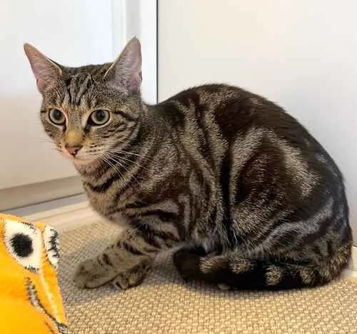 Kitty, male puppy Mixed Breed Cat for adoption at Last Chance Animal Rescue, Edenbridge