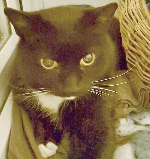 Kitty, male puppy Mixed Breed Cat for adoption at Last Chance Animal Rescue, Edenbridge