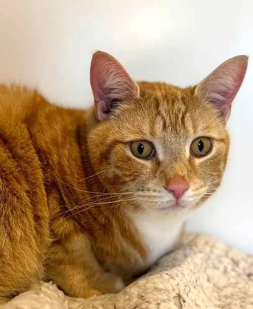 Kitty, male puppy Mixed Breed Cat for adoption at Last Chance Animal Rescue, Edenbridge