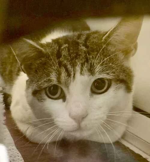 Chloe, Mixed Breed Cat (Last Chance Animal Rescue)