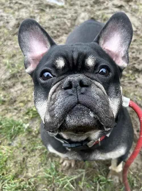 Danny Boy, male senior English Bulldog for adoption at Last Chance Animal Rescue, Edenbridge