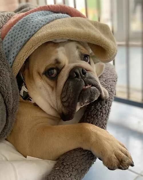 Danny Boy, male senior English Bulldog for adoption at Last Chance Animal Rescue, Edenbridge