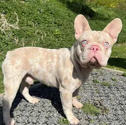 Albi, male French Bulldog for adoption at Last Chance Animal Rescue, Edenbridge