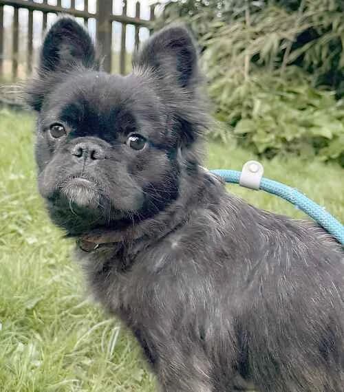 Coco, female French Bulldog for adoption at Last Chance Animal Rescue, Edenbridge