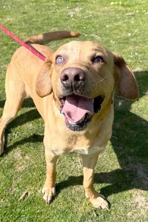 Buddy Boy, male Labrador Retriever for adoption at Last Chance Animal Rescue, Edenbridge
