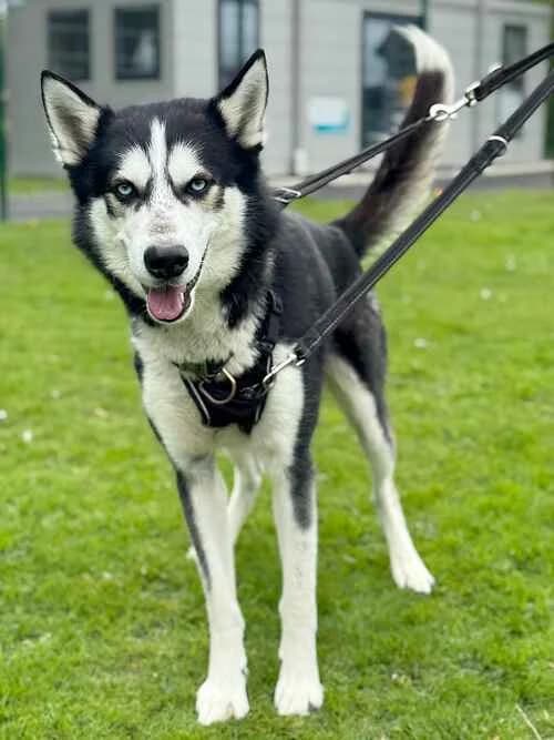 Marley and Rumer,  mixed breed for adoption at Last Chance Animal Rescue, Edenbridge