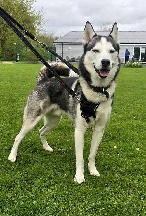 Marley and Rumer,  mixed breed for adoption at Last Chance Animal Rescue, Edenbridge — photo 2 of 2