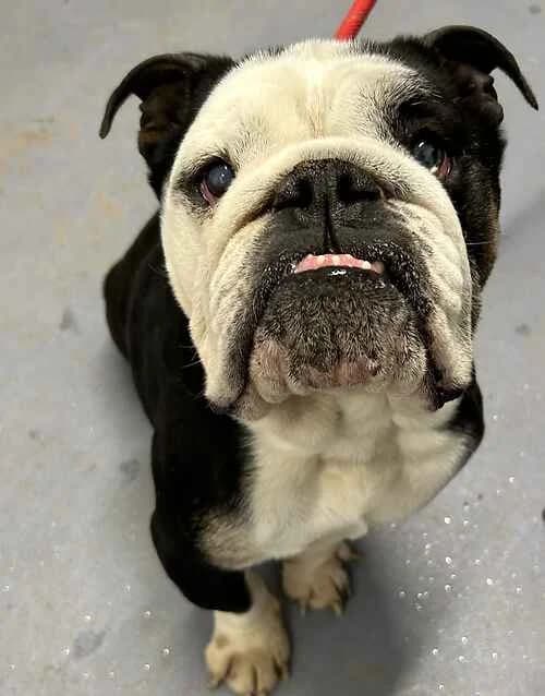 Boycie, male English Bulldog for adoption at Last Chance Animal Rescue, Edenbridge