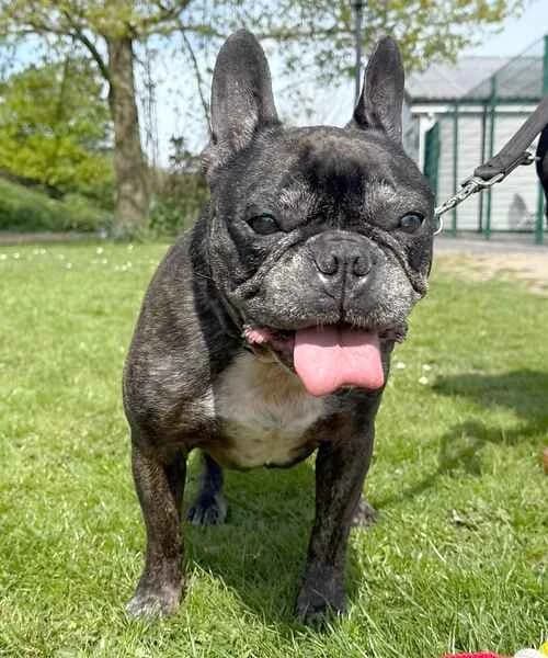 BamBam, male English Bulldog for adoption at Last Chance Animal Rescue, Edenbridge