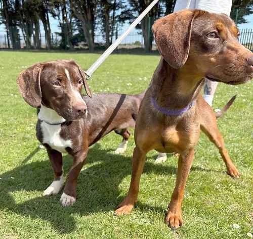 Xena and Nymeria, female Dachshund for adoption at Last Chance Animal Rescue, Edenbridge