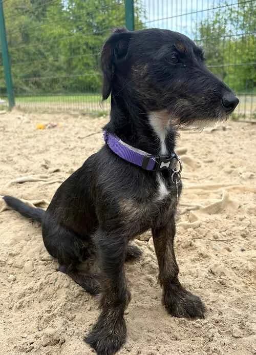 Winston, male mixed breed for adoption at Last Chance Animal Rescue, Edenbridge