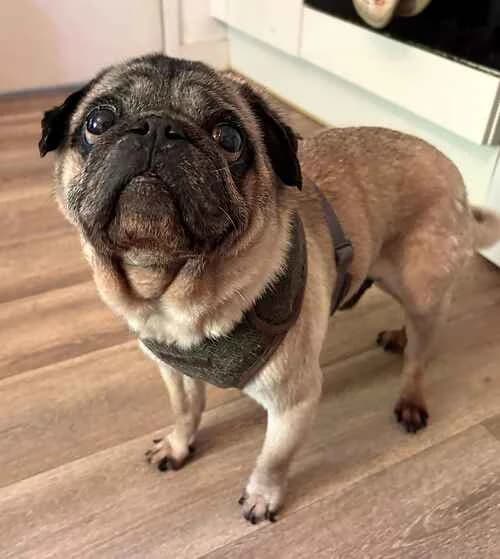 Reggie, male Pug for adoption at Last Chance Animal Rescue, Edenbridge