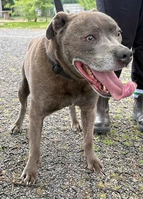 Danny Boy, male senior English Bulldog for adoption at Last Chance Animal Rescue, Edenbridge