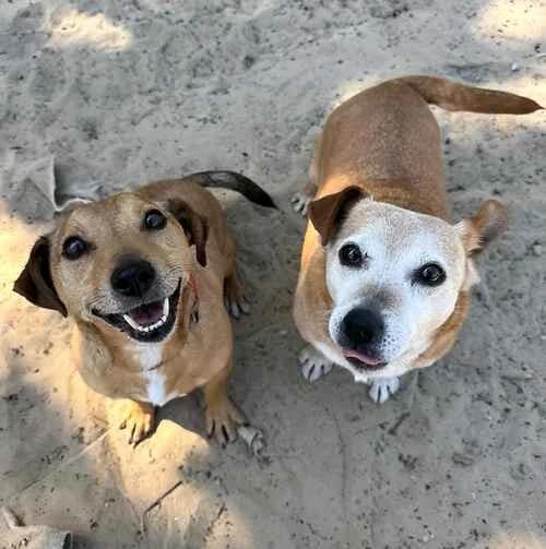 Danny Boy, male senior English Bulldog for adoption at Last Chance Animal Rescue, Edenbridge