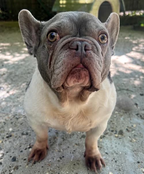 Danny Boy, male senior English Bulldog for adoption at Last Chance Animal Rescue, Edenbridge