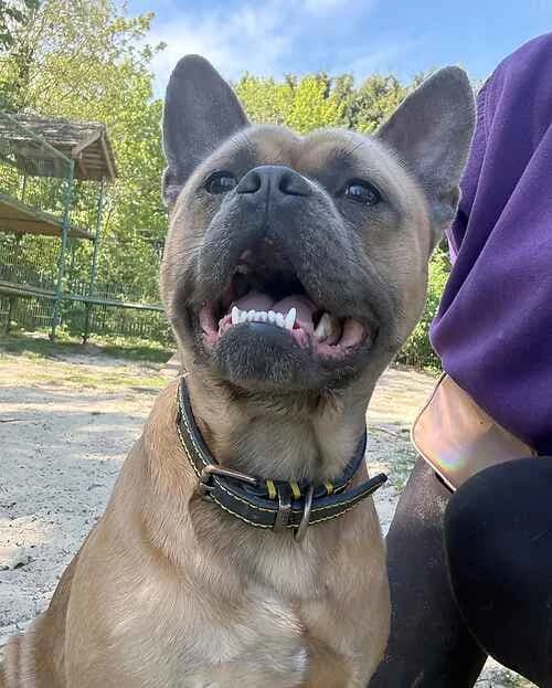 Danny Boy, male senior English Bulldog for adoption at Last Chance Animal Rescue, Edenbridge