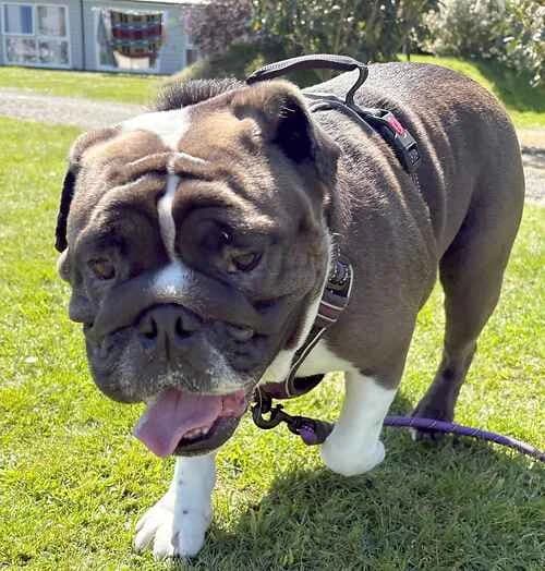 Danny Boy, male senior English Bulldog for adoption at Last Chance Animal Rescue, Edenbridge