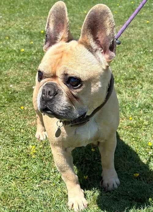 Cooper and Daisy, female senior English Bulldog for adoption at Last Chance Animal Rescue, Edenbridge