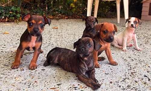 Apple, Orange, Plum, Pear & Melon, female puppy English Bulldog for adoption at Last Chance Animal Rescue, Edenbridge