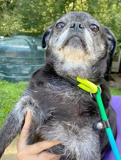 Poppet, Bridgette and Waffle,  senior English Bulldog for adoption at Last Chance Animal Rescue, Edenbridge