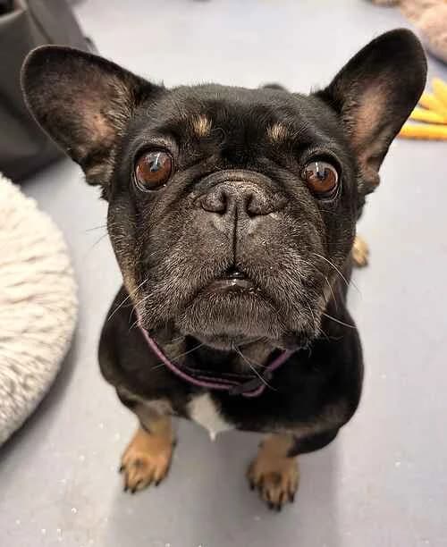 Buddy, Poppy & Daisy, male 6yo English Bulldog for adoption at Last Chance Animal Rescue, Edenbridge