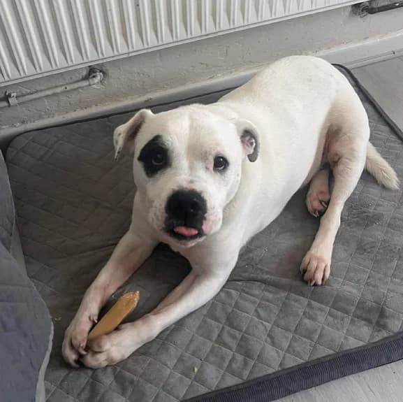 Scooby, English Bulldog (The Last Chance Hotel)