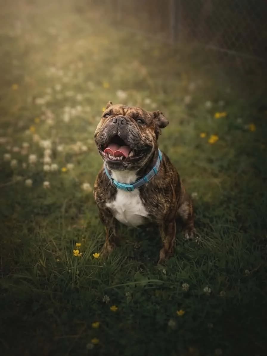 Minnie,  3yo Mixed Breed for adoption at Linbee Dog Rehoming
