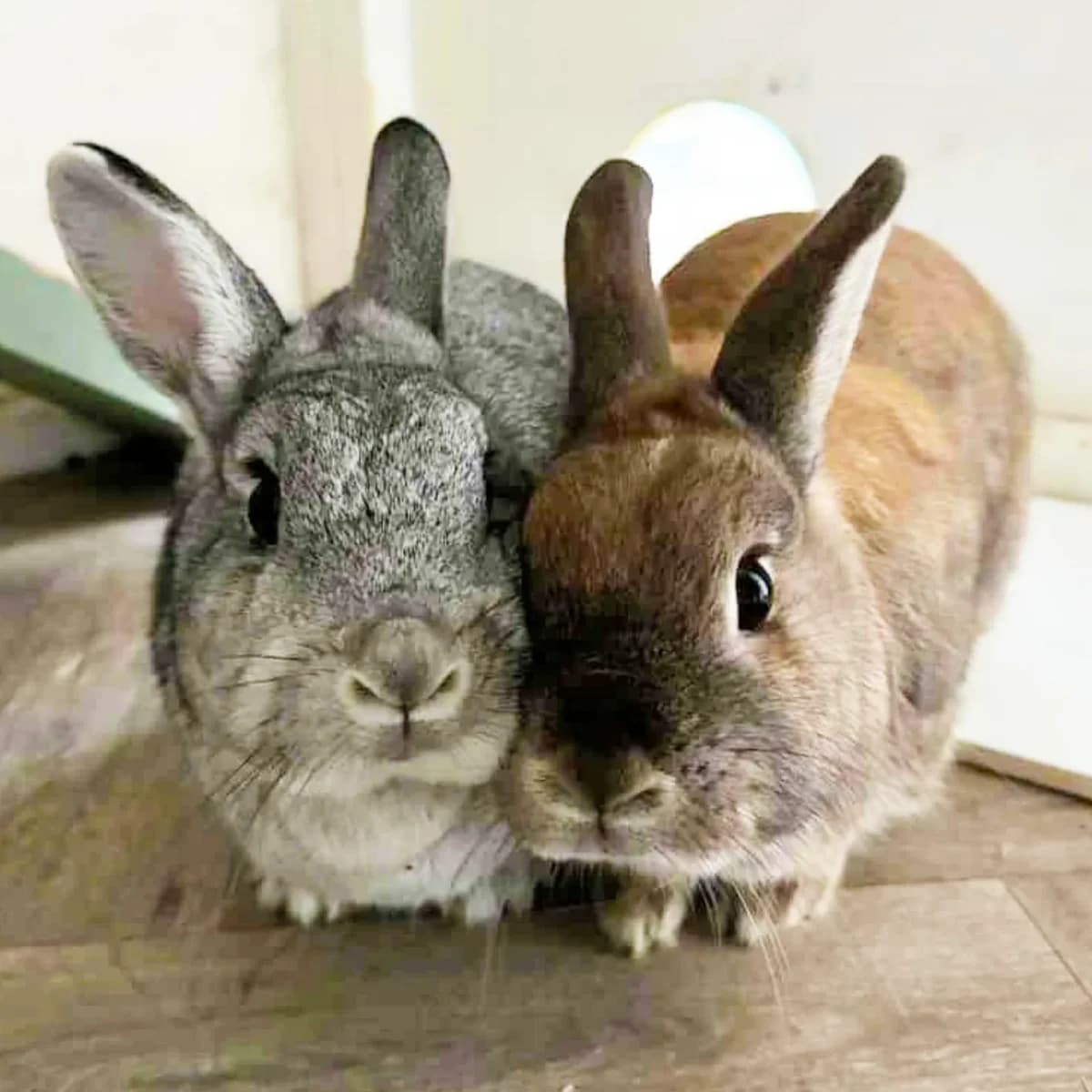 Cloud and Ginger, 4yo mixed breed for adoption at The Littlest Lives Rescue