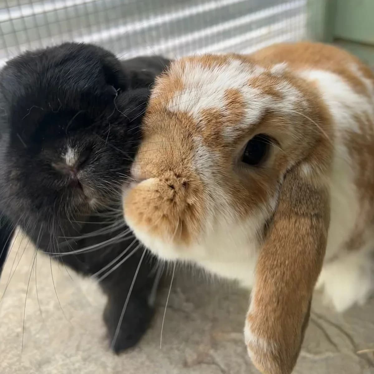 Buzz and Fleur, female 5yo mixed breed for adoption at The Littlest Lives Rescue