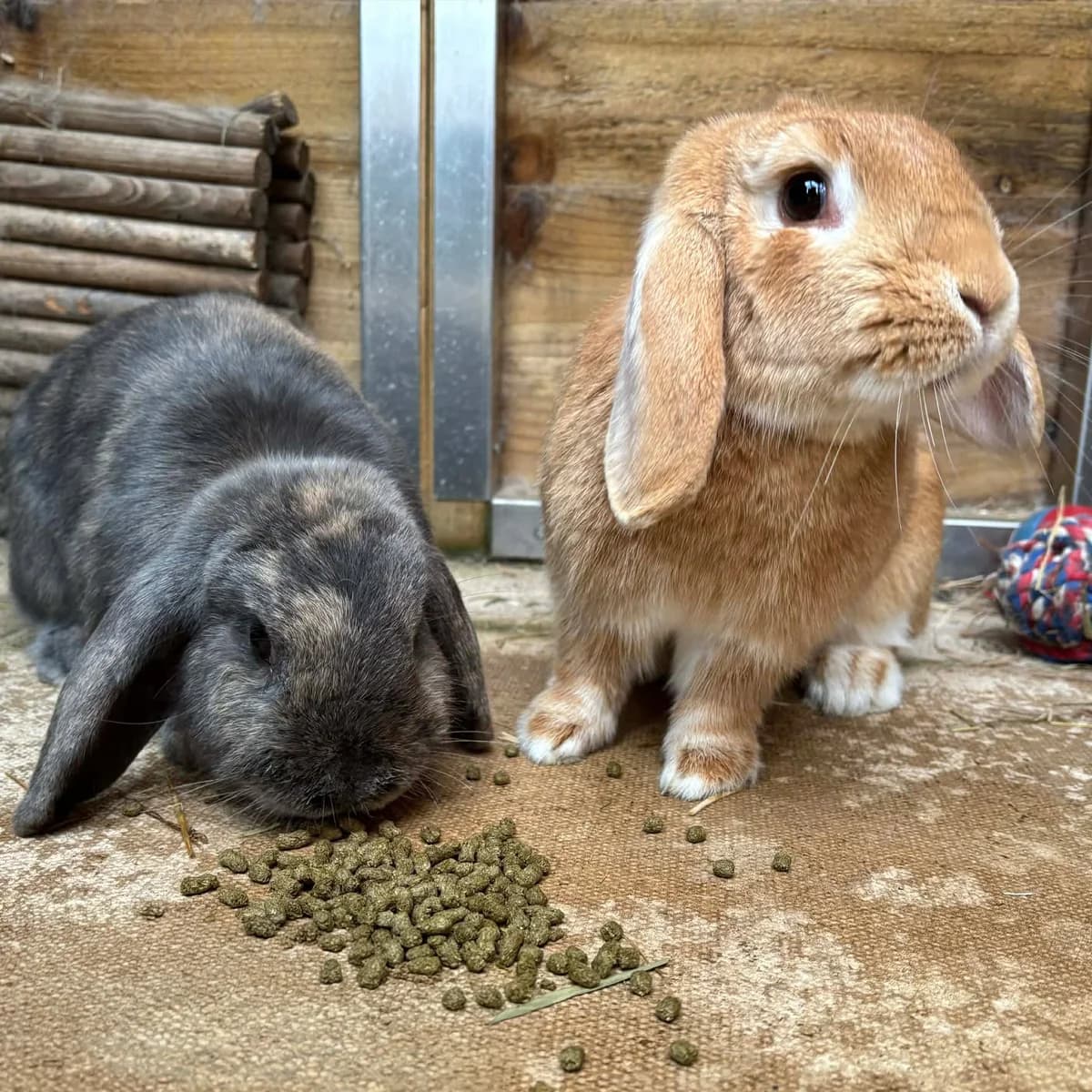 Martha and Esther, young mixed breed for adoption at The Littlest Lives Rescue