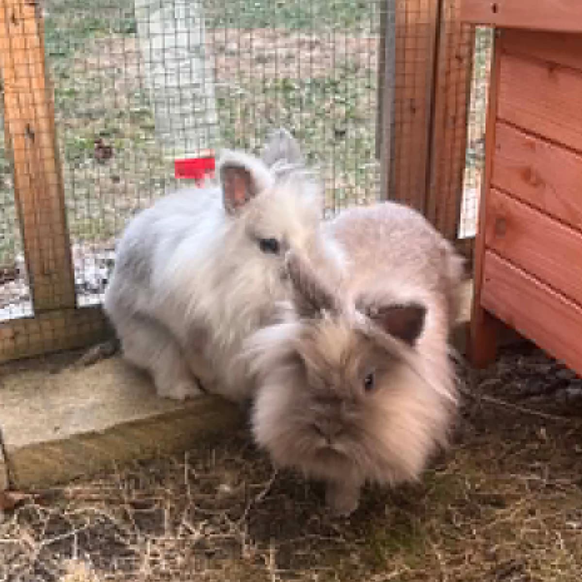 Blissey and Espie,  (The Littlest Lives Rescue)