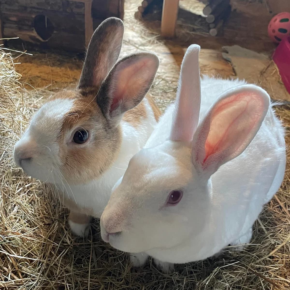 Mickey and Mavis, female 6yo mixed breed for adoption at The Littlest Lives Rescue