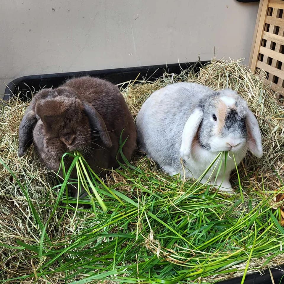 Bear and Bean,  5yo mixed breed for adoption at The Littlest Lives Rescue