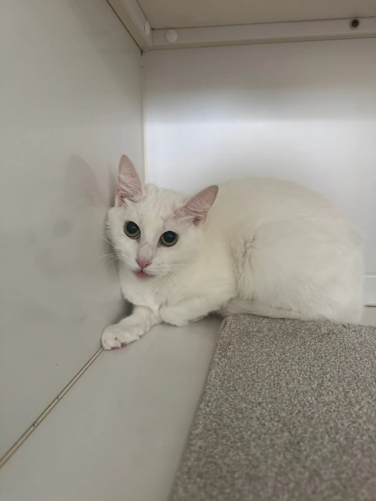 Snowy, female 5yo Mixed Breed for adoption at Lothian Cat Rescue, Edinburgh