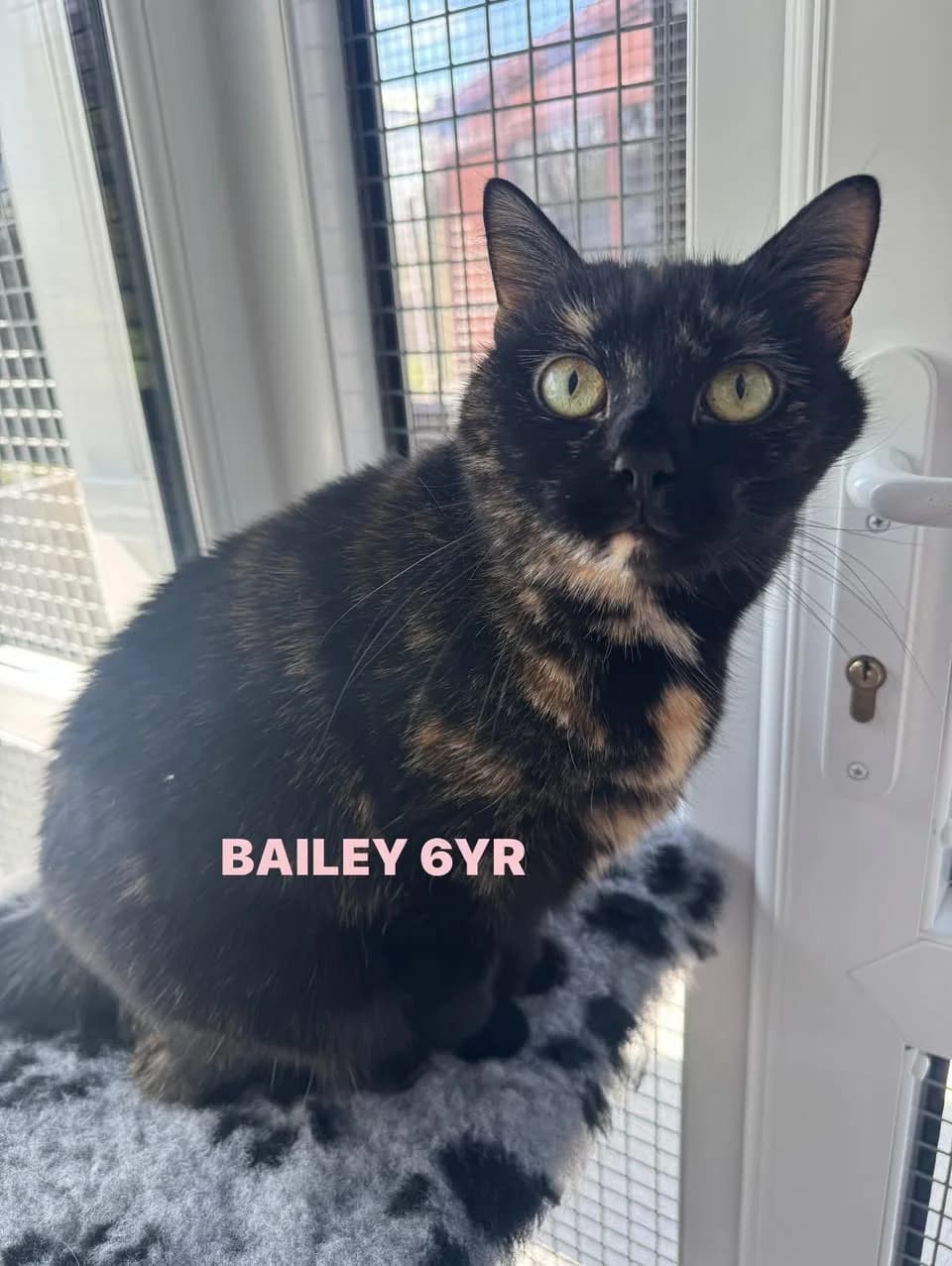 Bailey, female Mixed Breed for adoption at Lothian Cat Rescue
