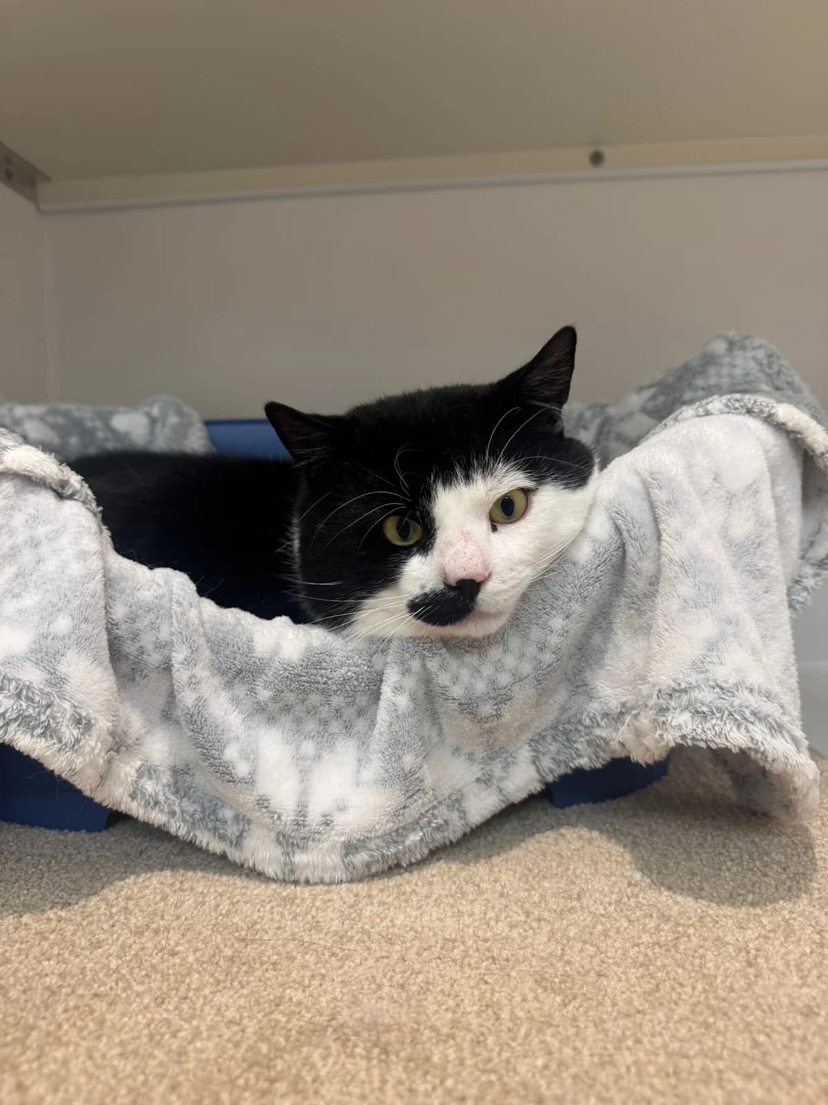 Billy, male 6yo Mixed Breed for adoption at Lothian Cat Rescue, Edinburgh
