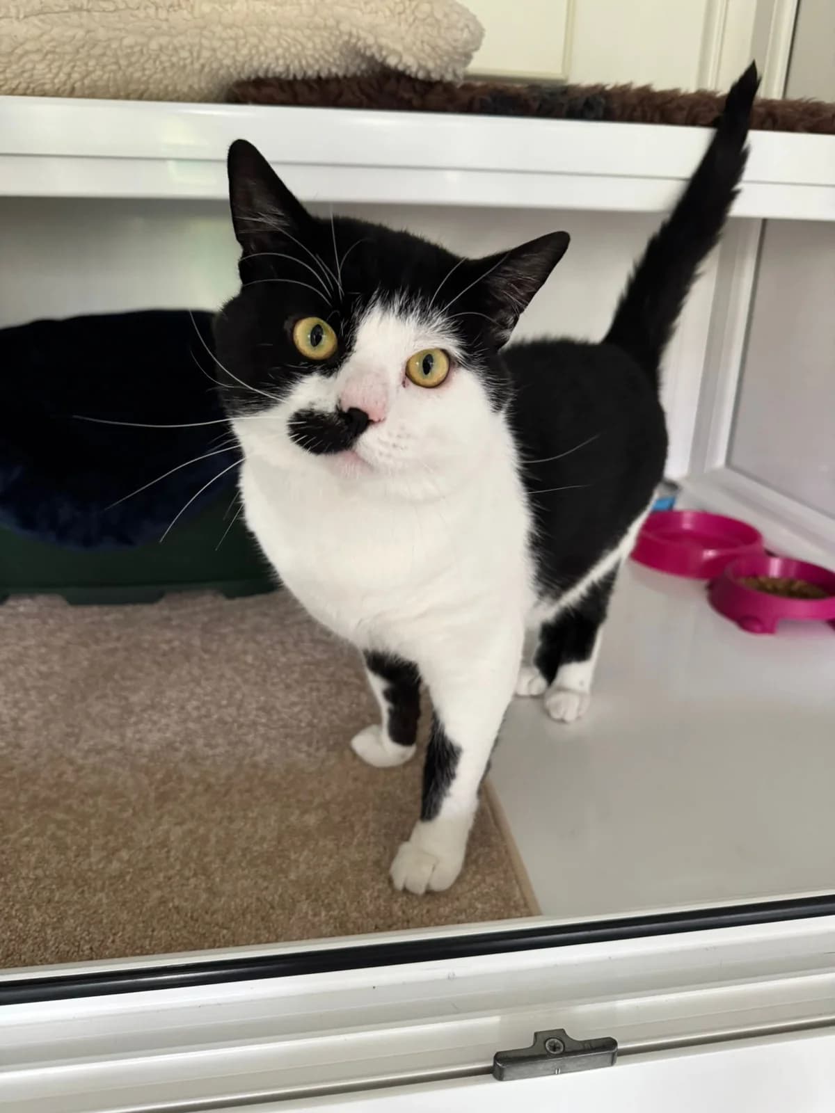 Billy, male 6yo Mixed Breed for adoption at Lothian Cat Rescue, Edinburgh