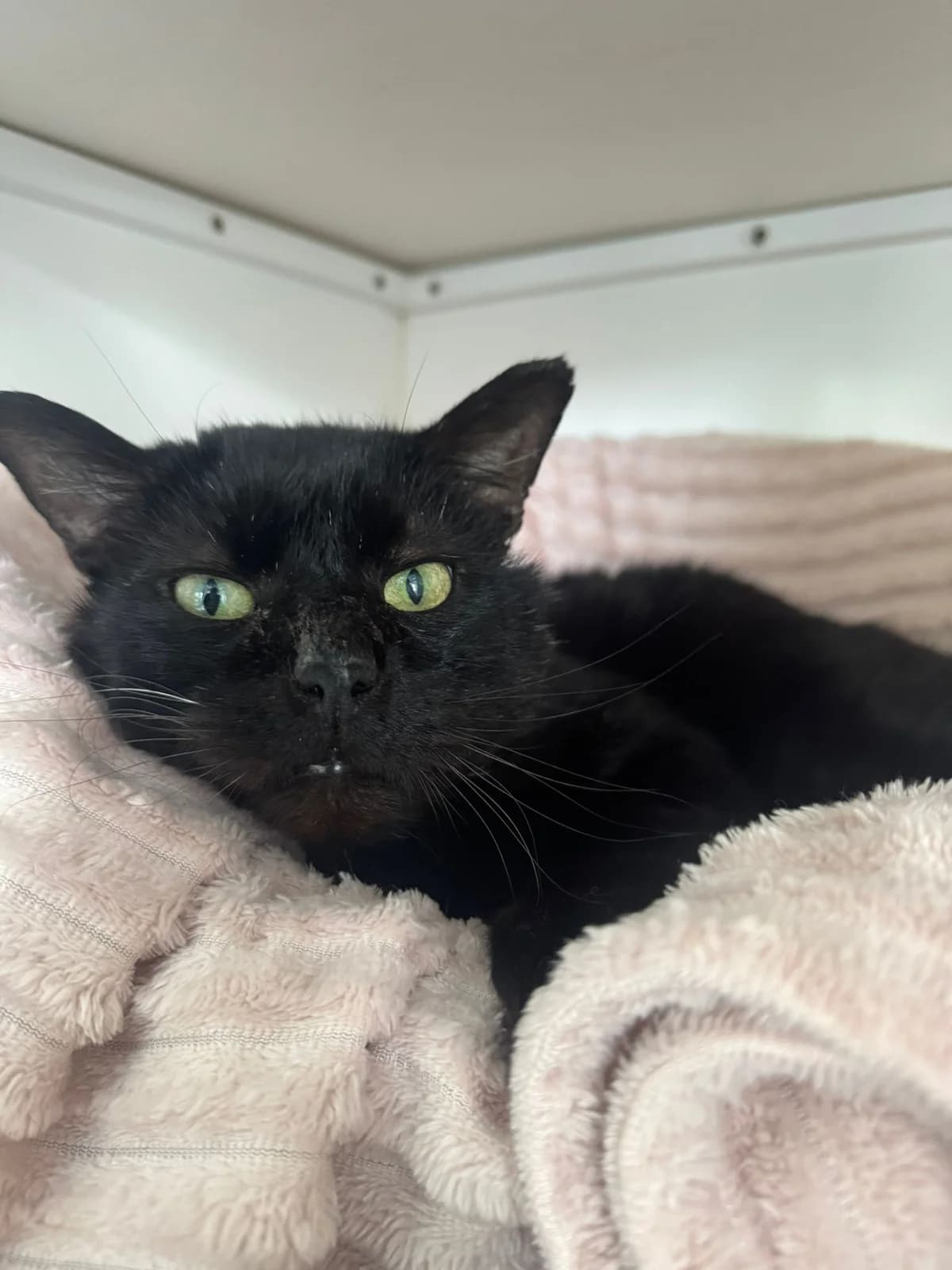 Binx, male senior Mixed Breed for adoption at Lothian Cat Rescue, Edinburgh
