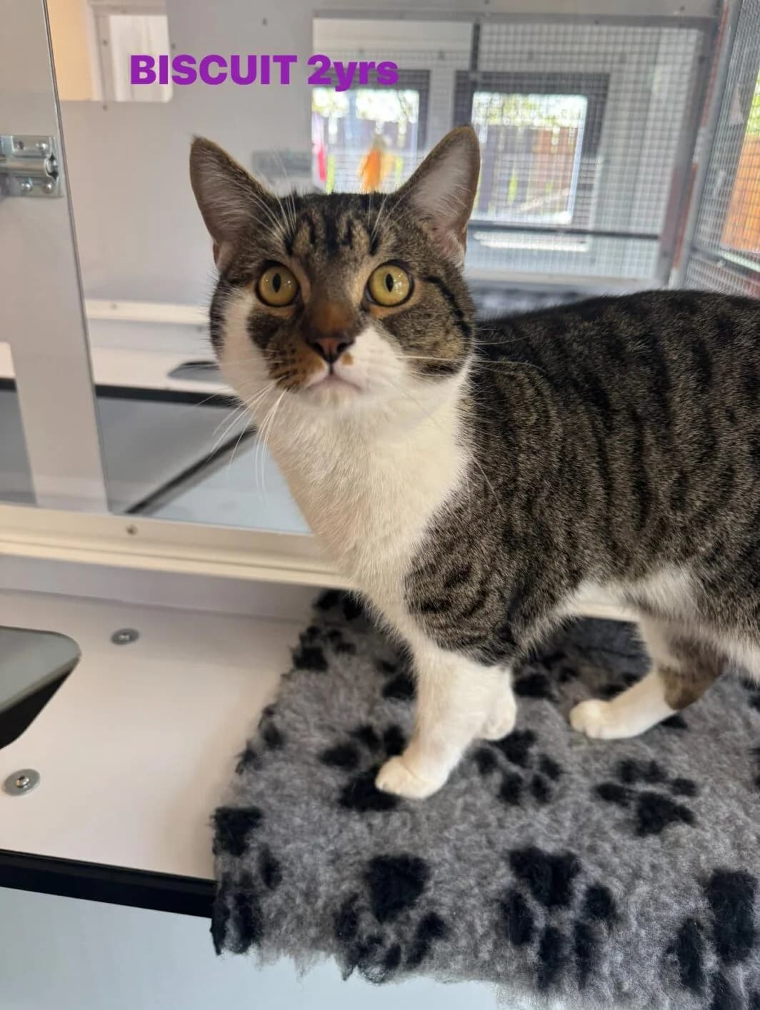 Biscuit, male Mixed Breed for adoption at Lothian Cat Rescue