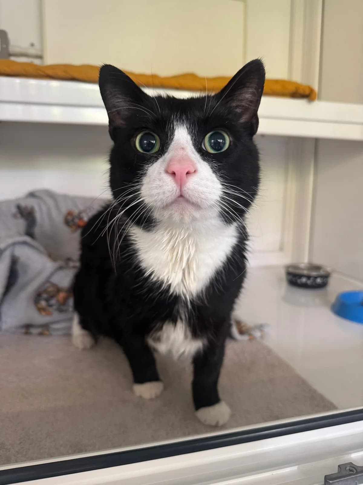Chase, male senior Mixed Breed for adoption at Lothian Cat Rescue, Edinburgh