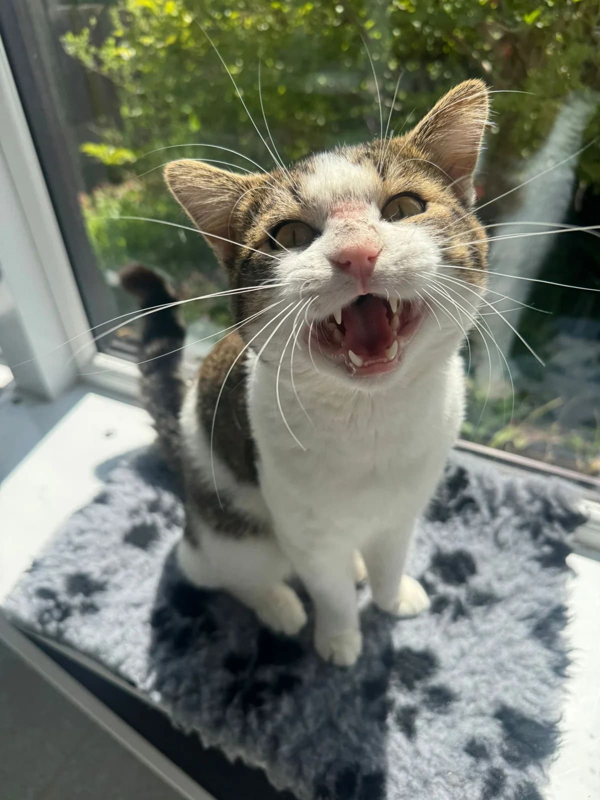 Clive, male 3yo Mixed Breed for adoption at Lothian Cat Rescue, Edinburgh