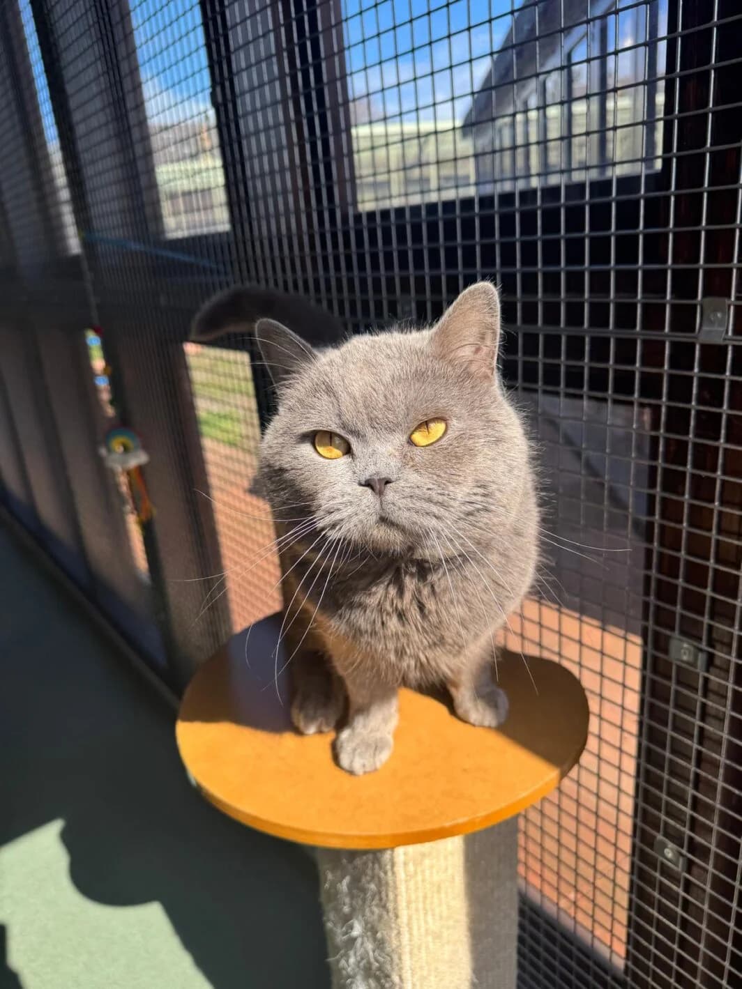 Coco, male Mixed Breed for adoption at Lothian Cat Rescue