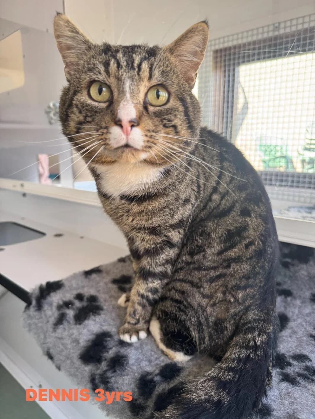 Dennis, male Mixed Breed for adoption at Lothian Cat Rescue