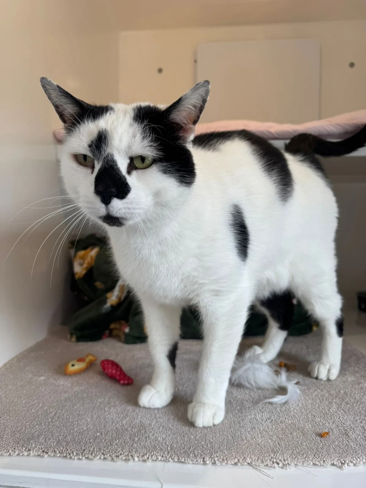 Elvis, male senior Mixed Breed for adoption at Lothian Cat Rescue, Edinburgh