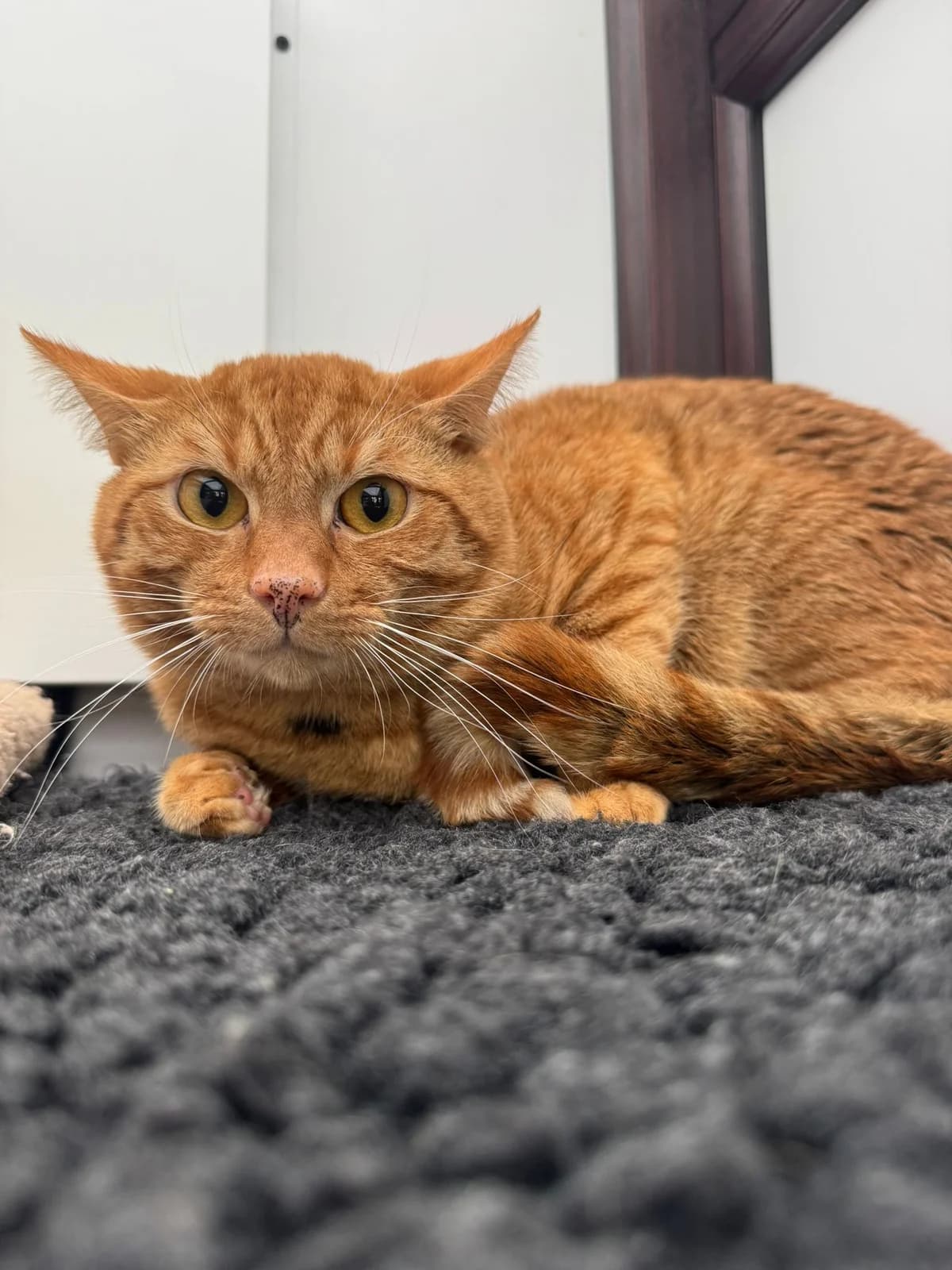 Ewan, male 4yo Mixed Breed for adoption at Lothian Cat Rescue, Edinburgh