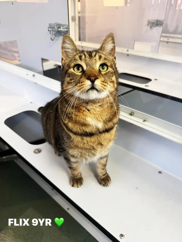 Flix, male senior Mixed Breed for adoption at Lothian Cat Rescue, Edinburgh