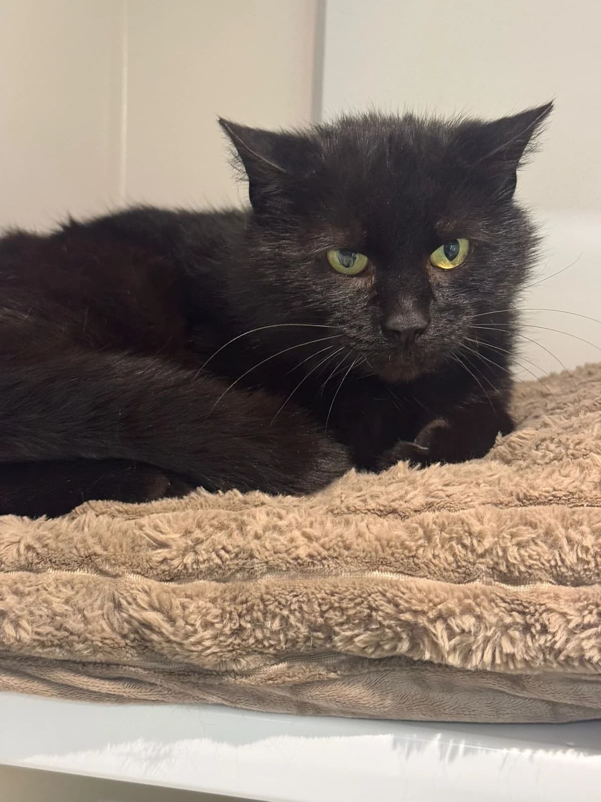 Hammy, male 5yo Mixed Breed for adoption at Lothian Cat Rescue, Edinburgh