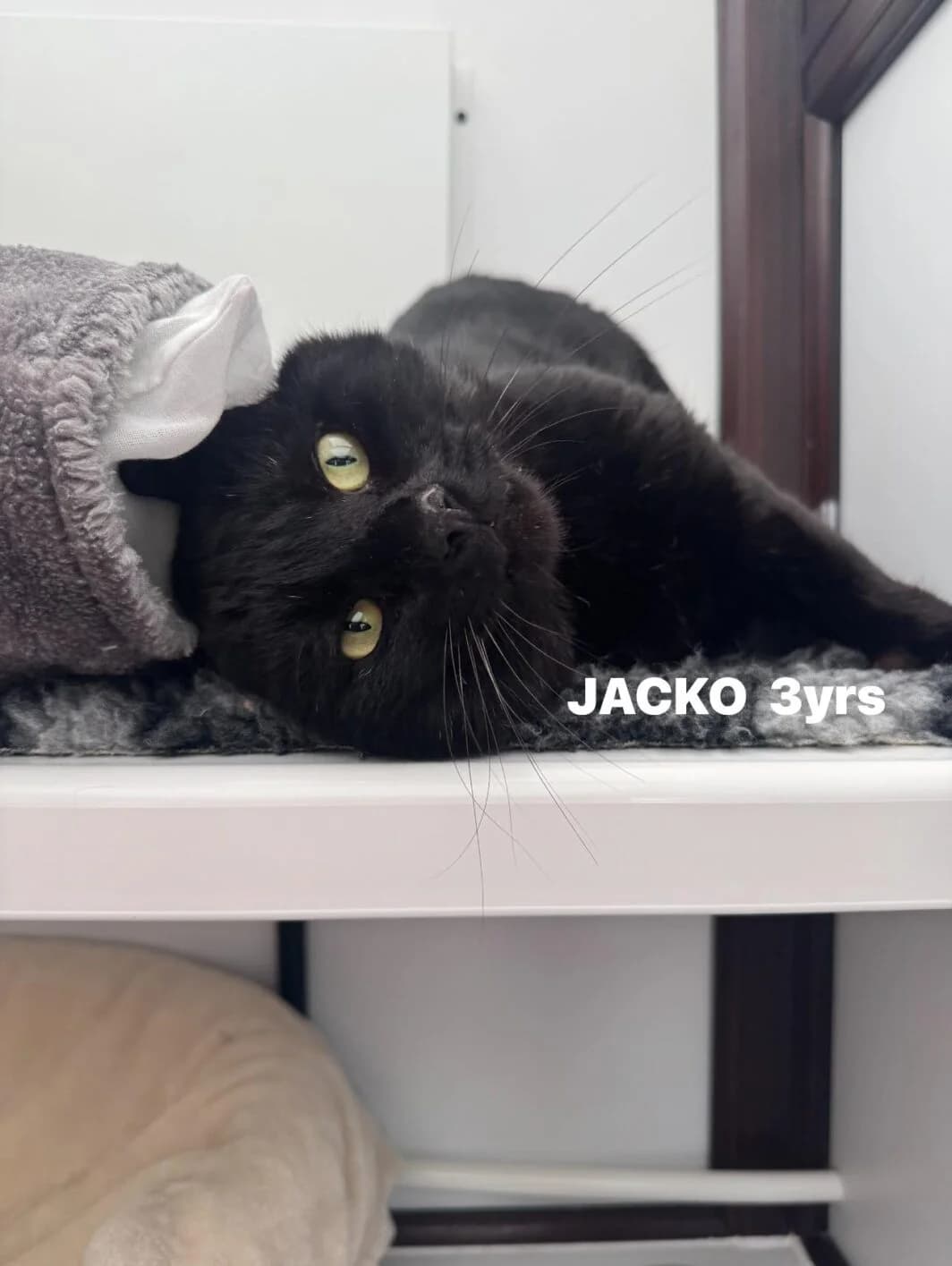 Jacko, male Mixed Breed for adoption at Lothian Cat Rescue