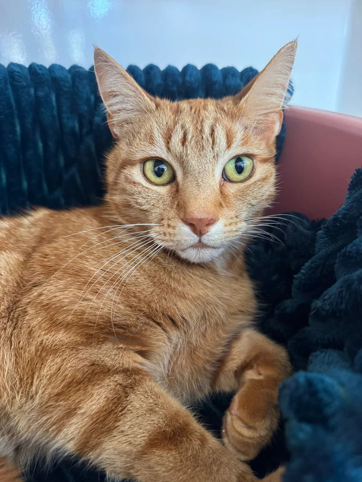 Jaffa, male senior Mixed Breed for adoption at Lothian Cat Rescue, Edinburgh