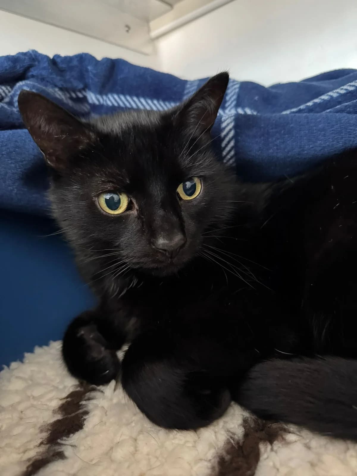 Jet, male senior Mixed Breed for adoption at Lothian Cat Rescue, Edinburgh